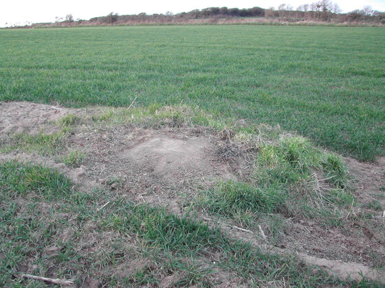 Les restes arasés du dolmen de Penharn, en bordure de champ