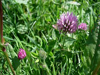 flore de cleden cap sizun: le trefle des prés