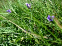 flore de cleden cap sizun : violette