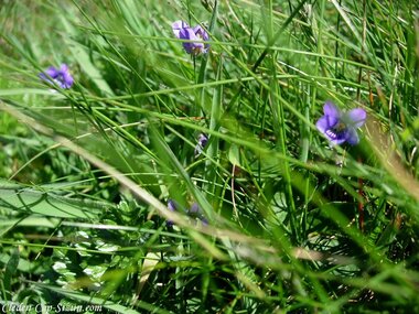flore de cleden cap sizun : violette